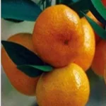 کاربرد کود های کلسیم و بر در باغات درختان مرکبات