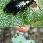 کنترل افات در زراعت کلزا